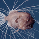 Illustration for article titled First-Ever Footage of Anglerfish Mating Is as Horrifying as Youd Imagineem/emem/em